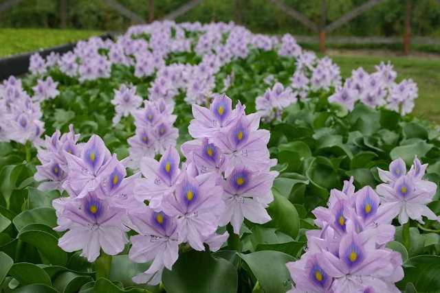 water hyacinth